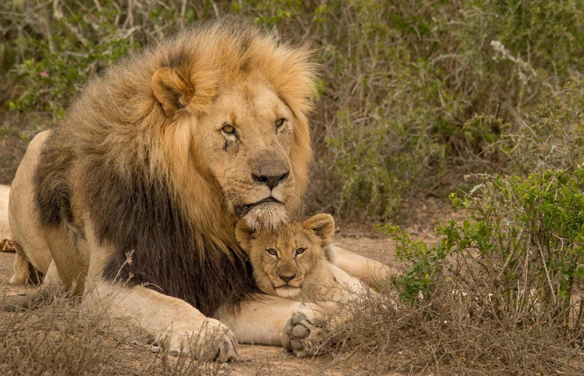 Kwandwe Private Game Reserve - Melton Manor Grahamstown Εξωτερικό φωτογραφία