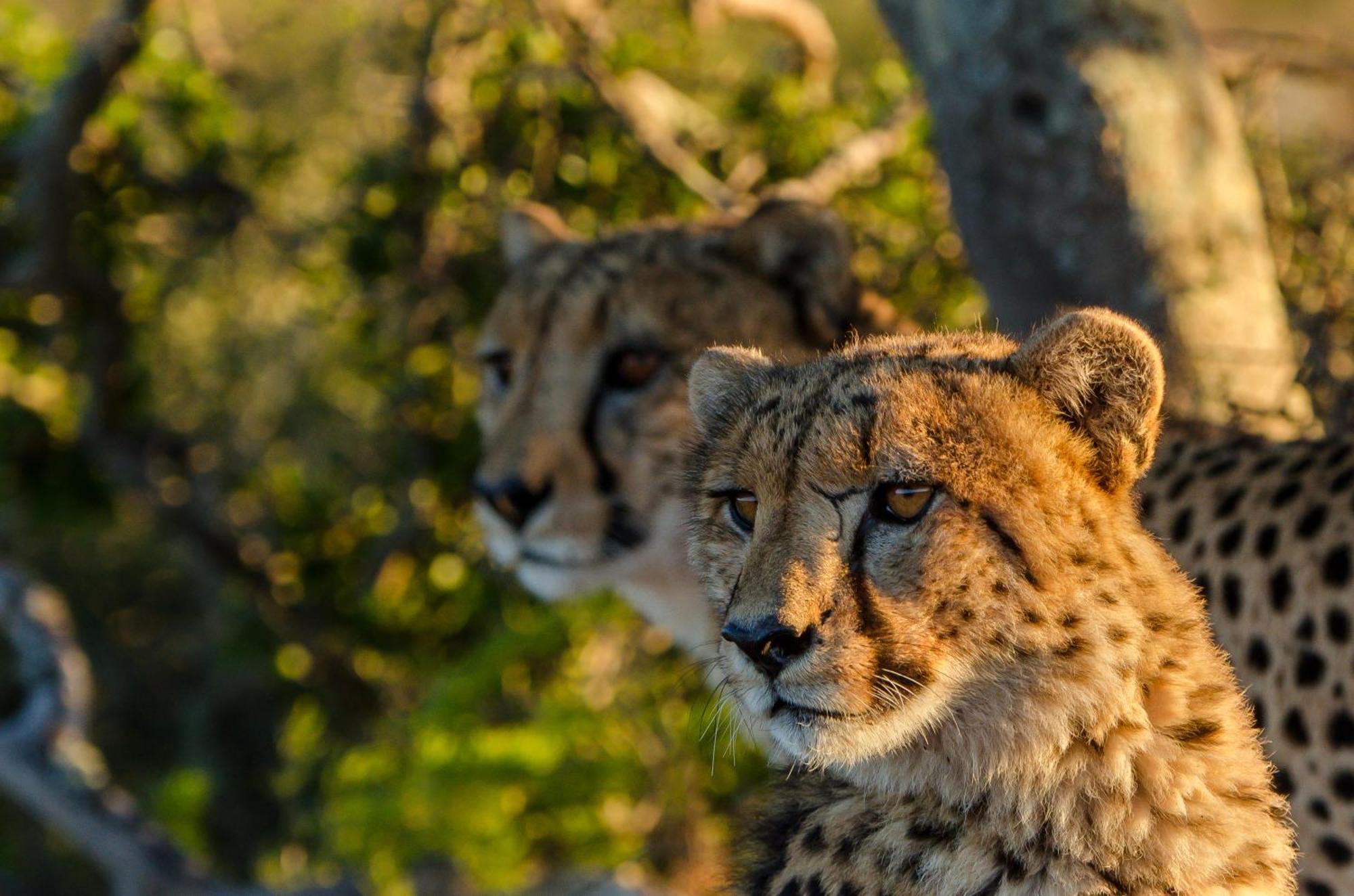Kwandwe Private Game Reserve - Melton Manor Grahamstown Εξωτερικό φωτογραφία