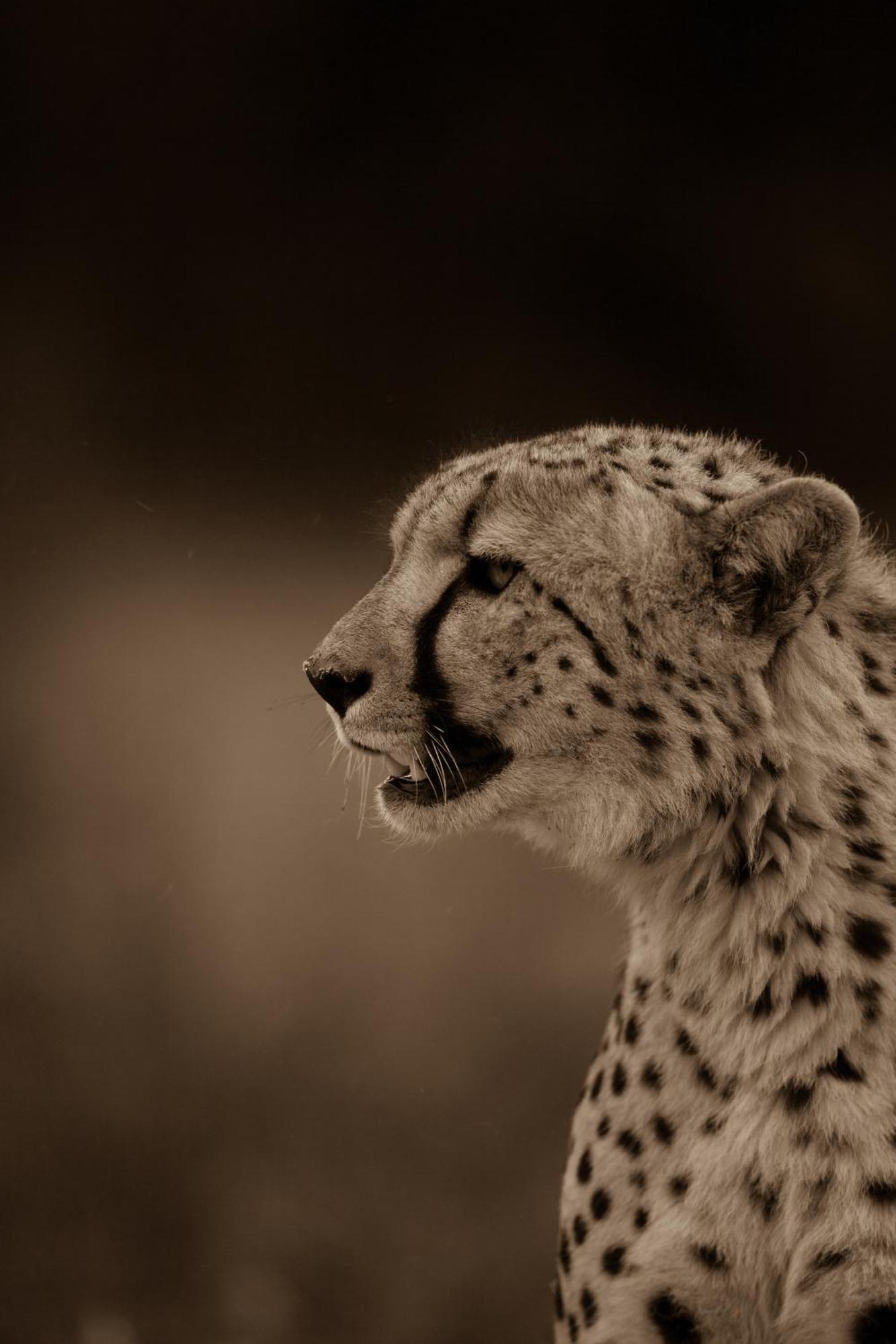 Kwandwe Private Game Reserve - Melton Manor Grahamstown Εξωτερικό φωτογραφία