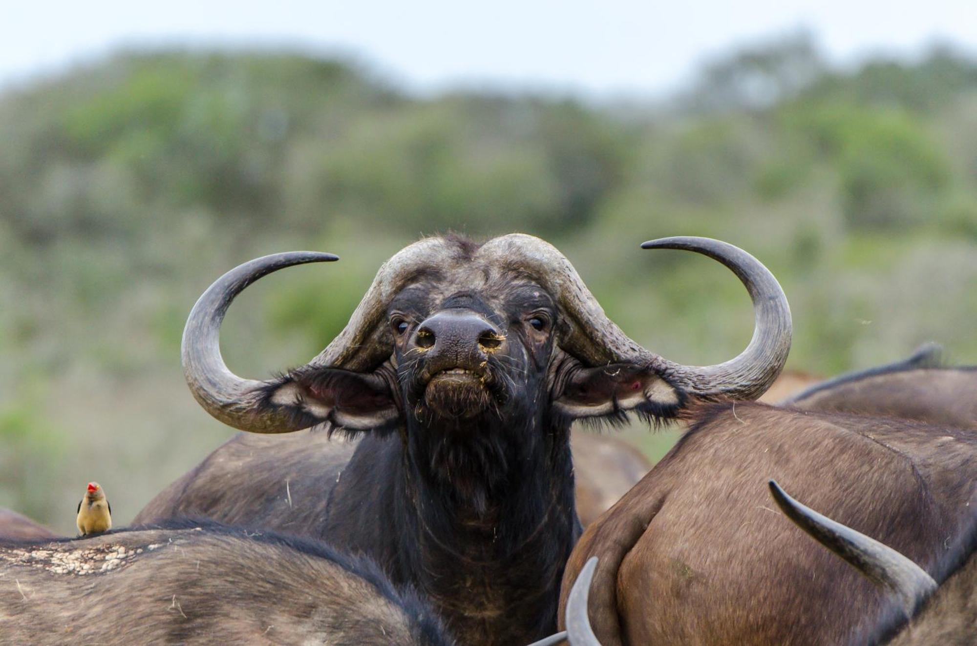 Kwandwe Private Game Reserve - Melton Manor Grahamstown Εξωτερικό φωτογραφία