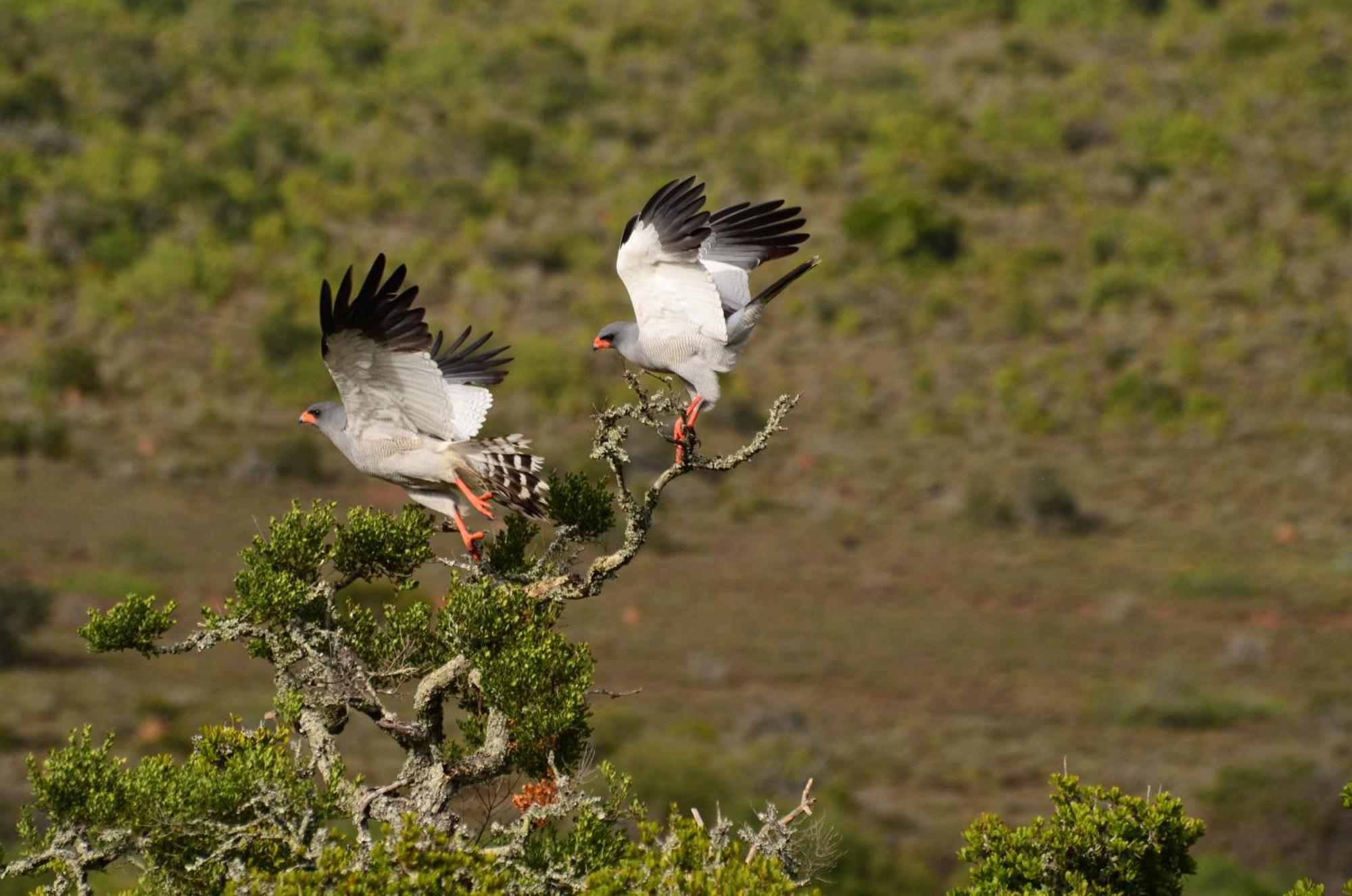 Kwandwe Private Game Reserve - Melton Manor Grahamstown Εξωτερικό φωτογραφία