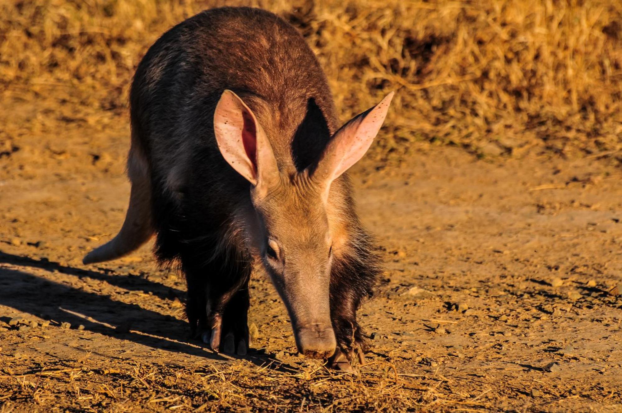 Kwandwe Private Game Reserve - Melton Manor Grahamstown Εξωτερικό φωτογραφία