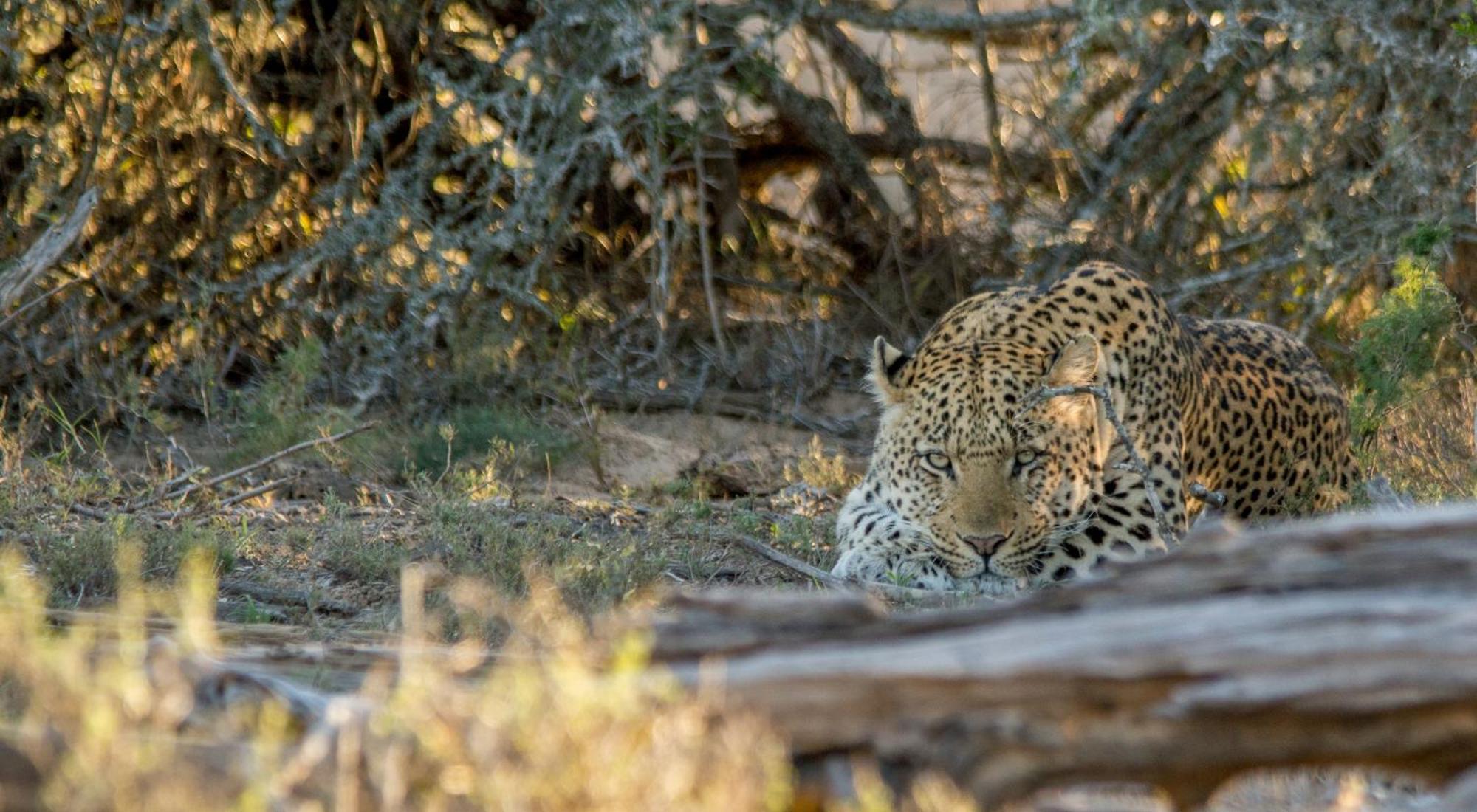 Kwandwe Private Game Reserve - Melton Manor Grahamstown Εξωτερικό φωτογραφία