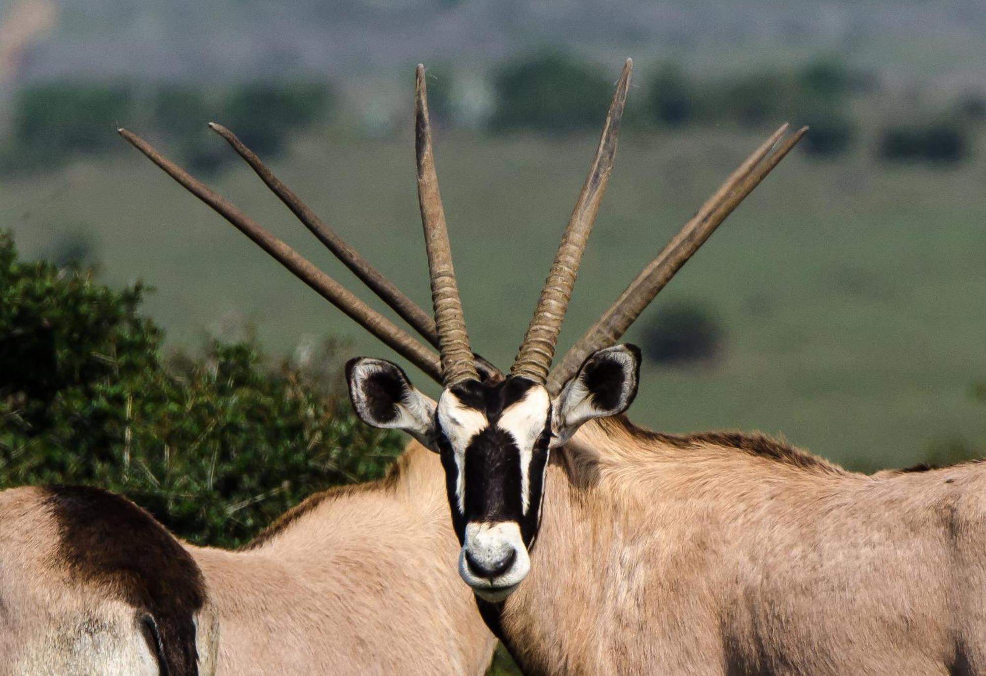 Kwandwe Private Game Reserve - Melton Manor Grahamstown Εξωτερικό φωτογραφία