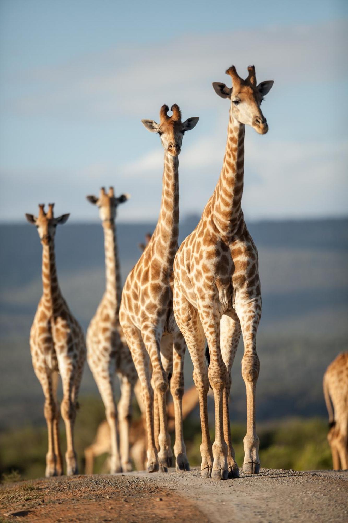 Kwandwe Private Game Reserve - Melton Manor Grahamstown Εξωτερικό φωτογραφία
