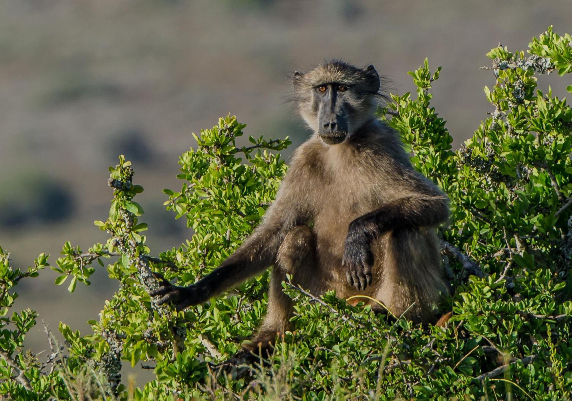 Kwandwe Private Game Reserve - Melton Manor Grahamstown Εξωτερικό φωτογραφία