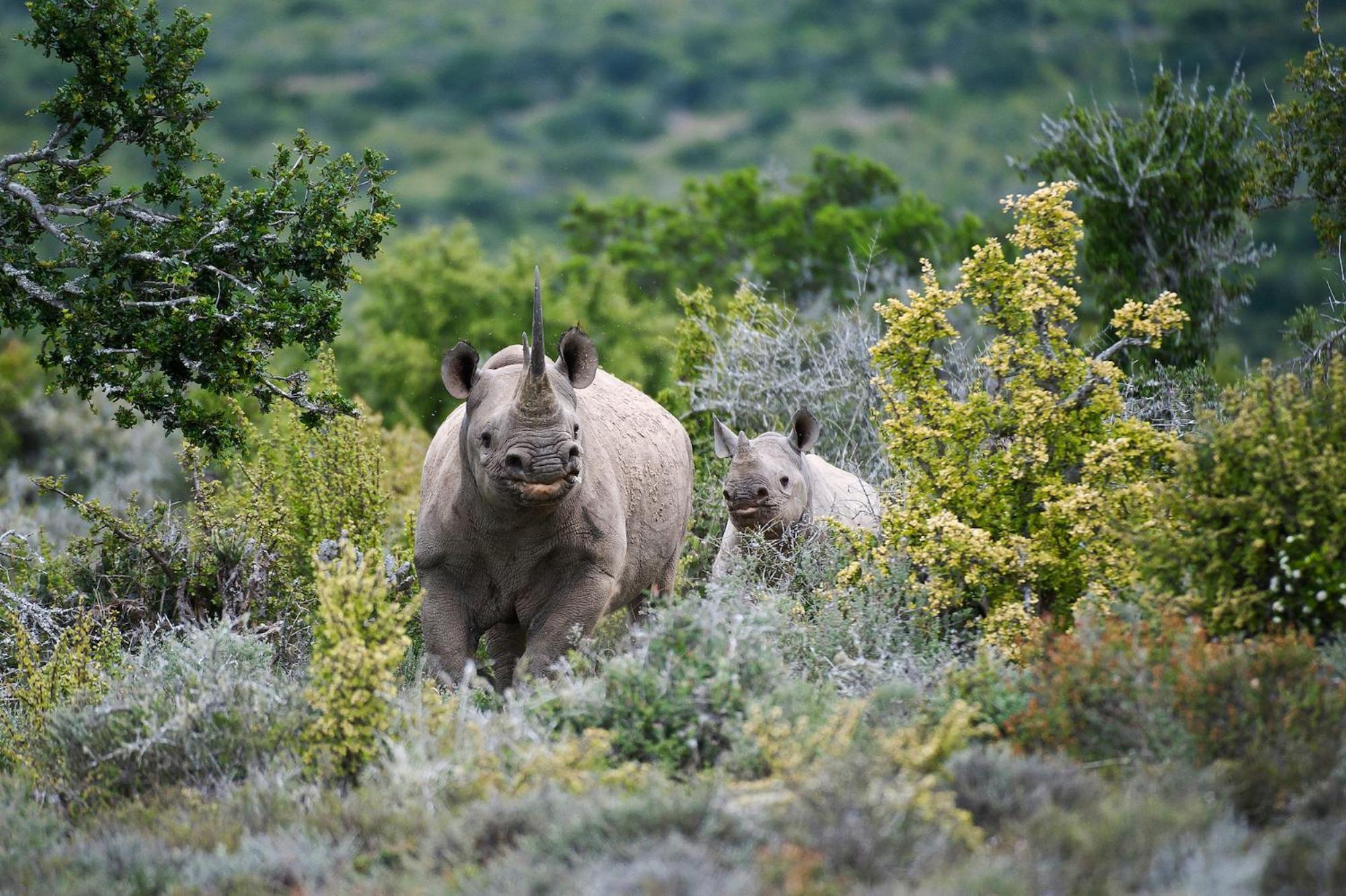 Kwandwe Private Game Reserve - Melton Manor Grahamstown Εξωτερικό φωτογραφία