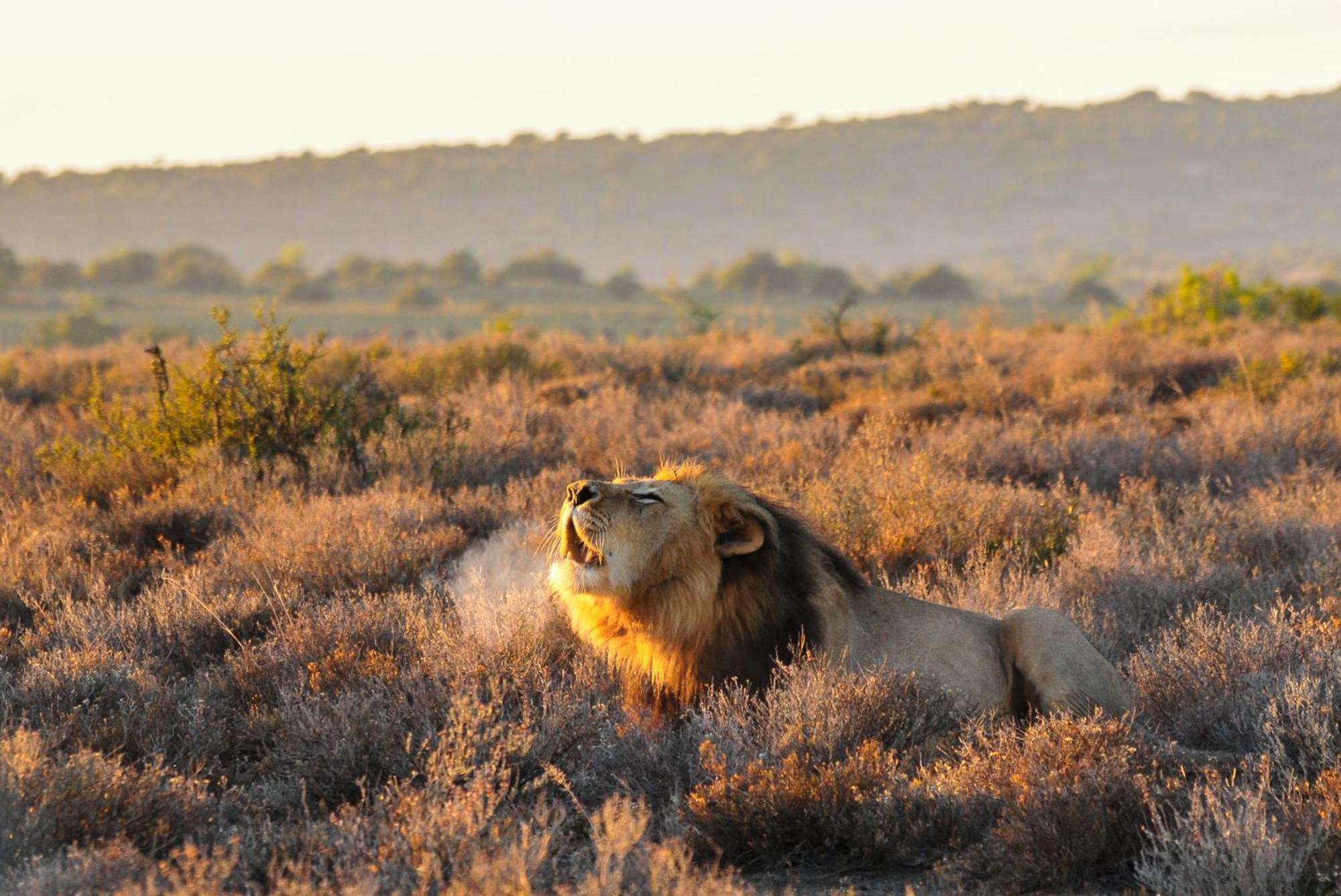 Kwandwe Private Game Reserve - Melton Manor Grahamstown Εξωτερικό φωτογραφία