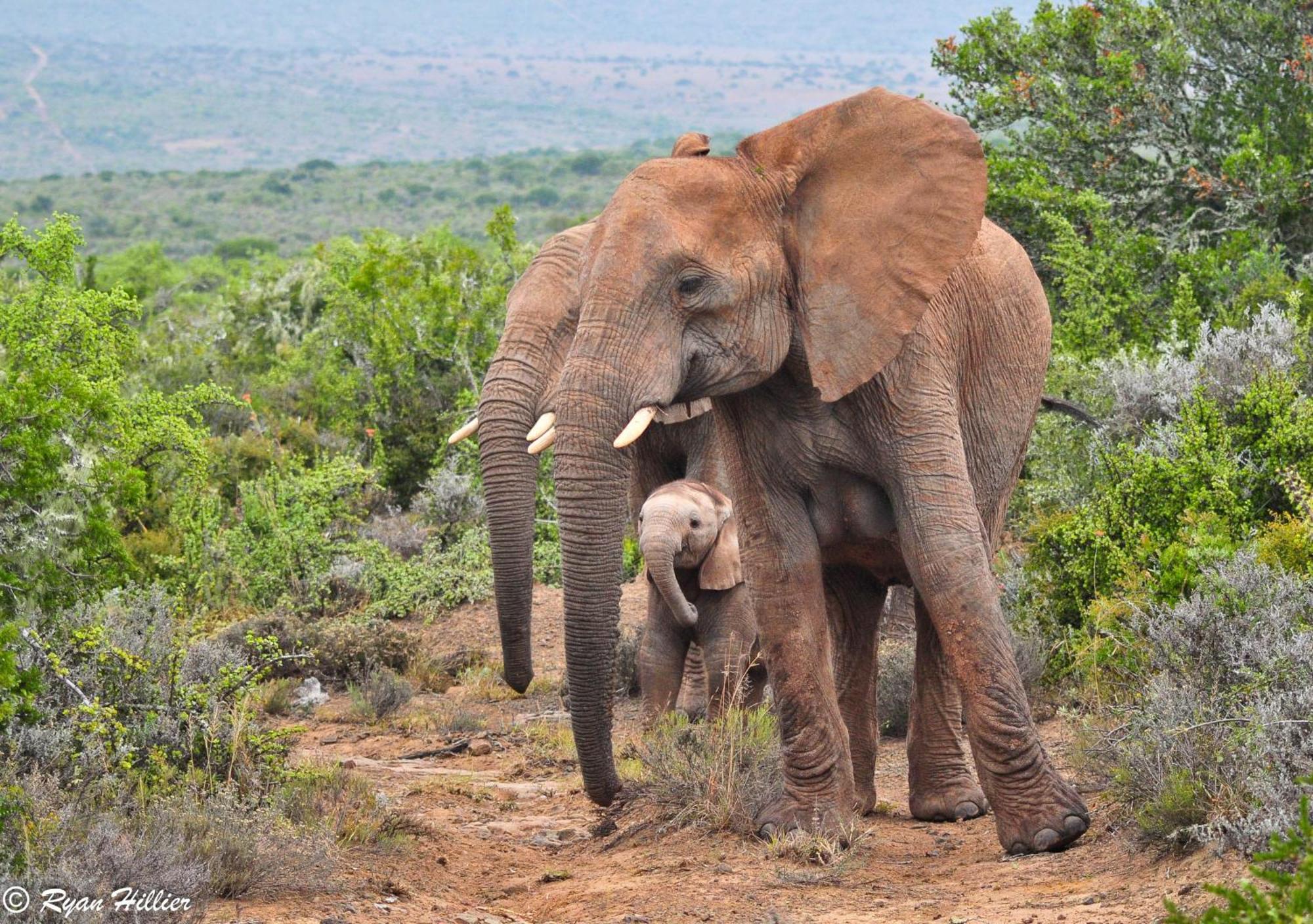 Kwandwe Private Game Reserve - Melton Manor Grahamstown Εξωτερικό φωτογραφία