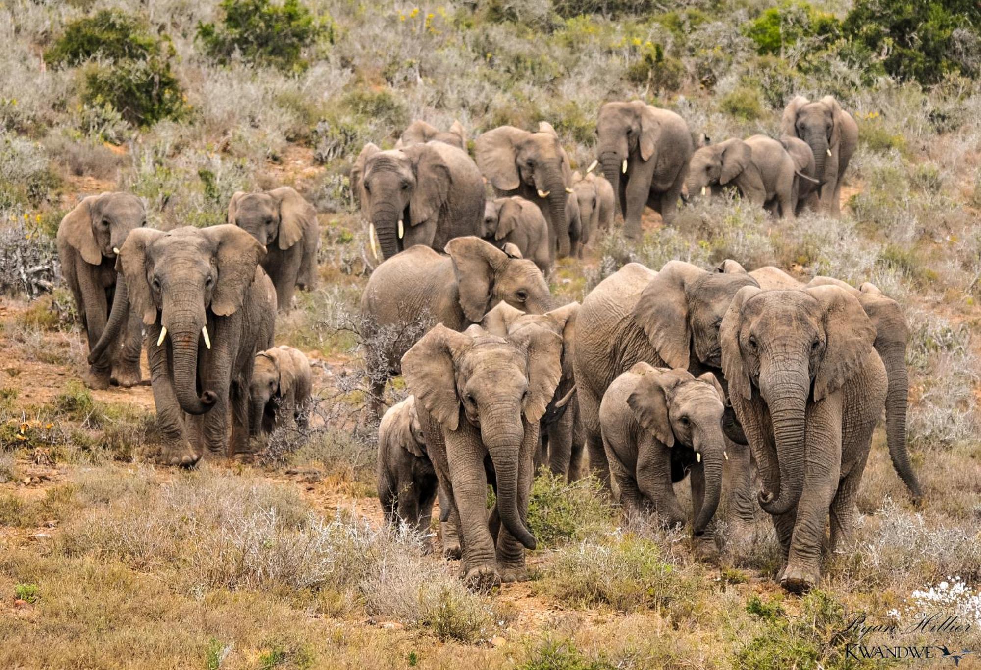 Kwandwe Private Game Reserve - Melton Manor Grahamstown Εξωτερικό φωτογραφία