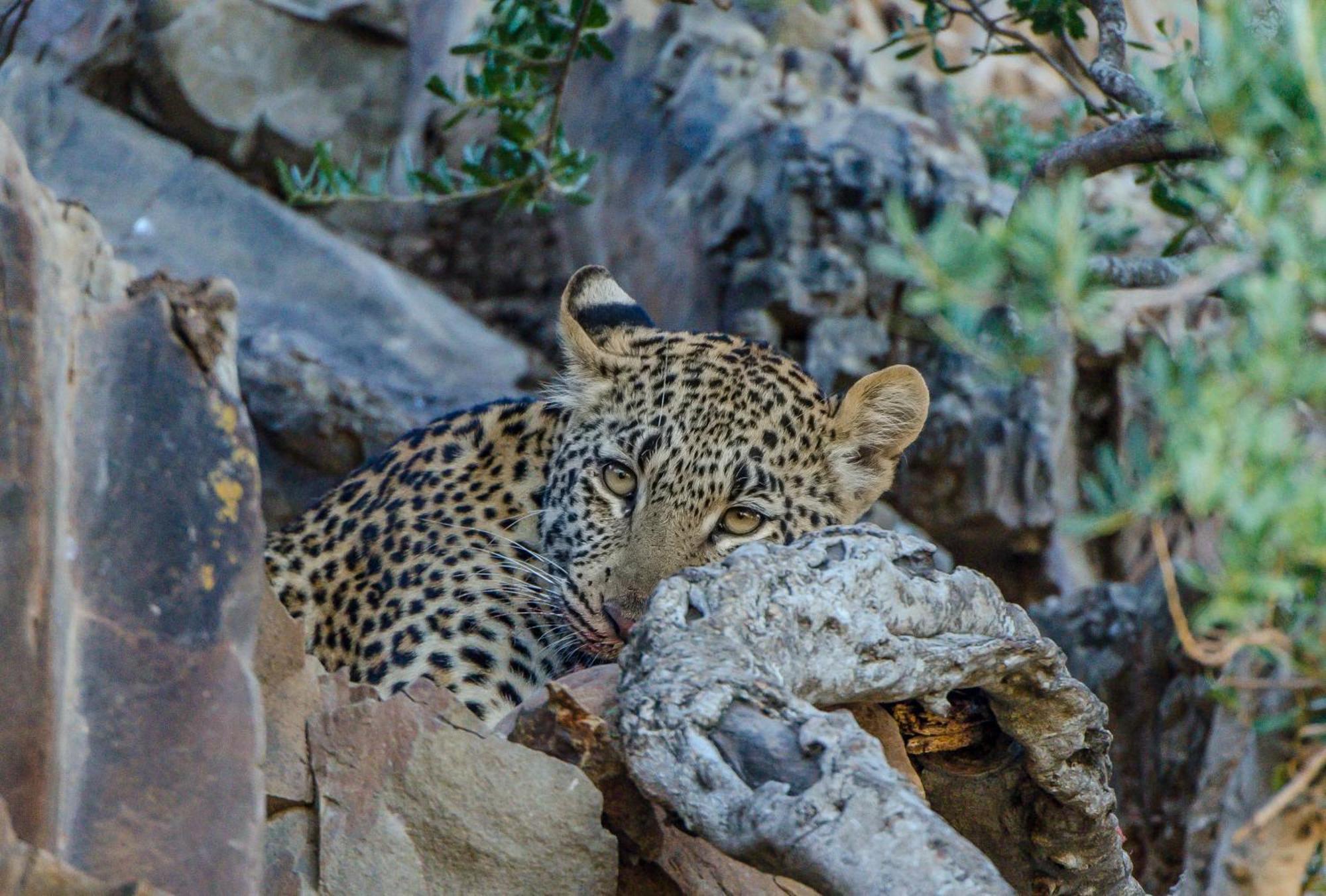 Kwandwe Private Game Reserve - Melton Manor Grahamstown Εξωτερικό φωτογραφία
