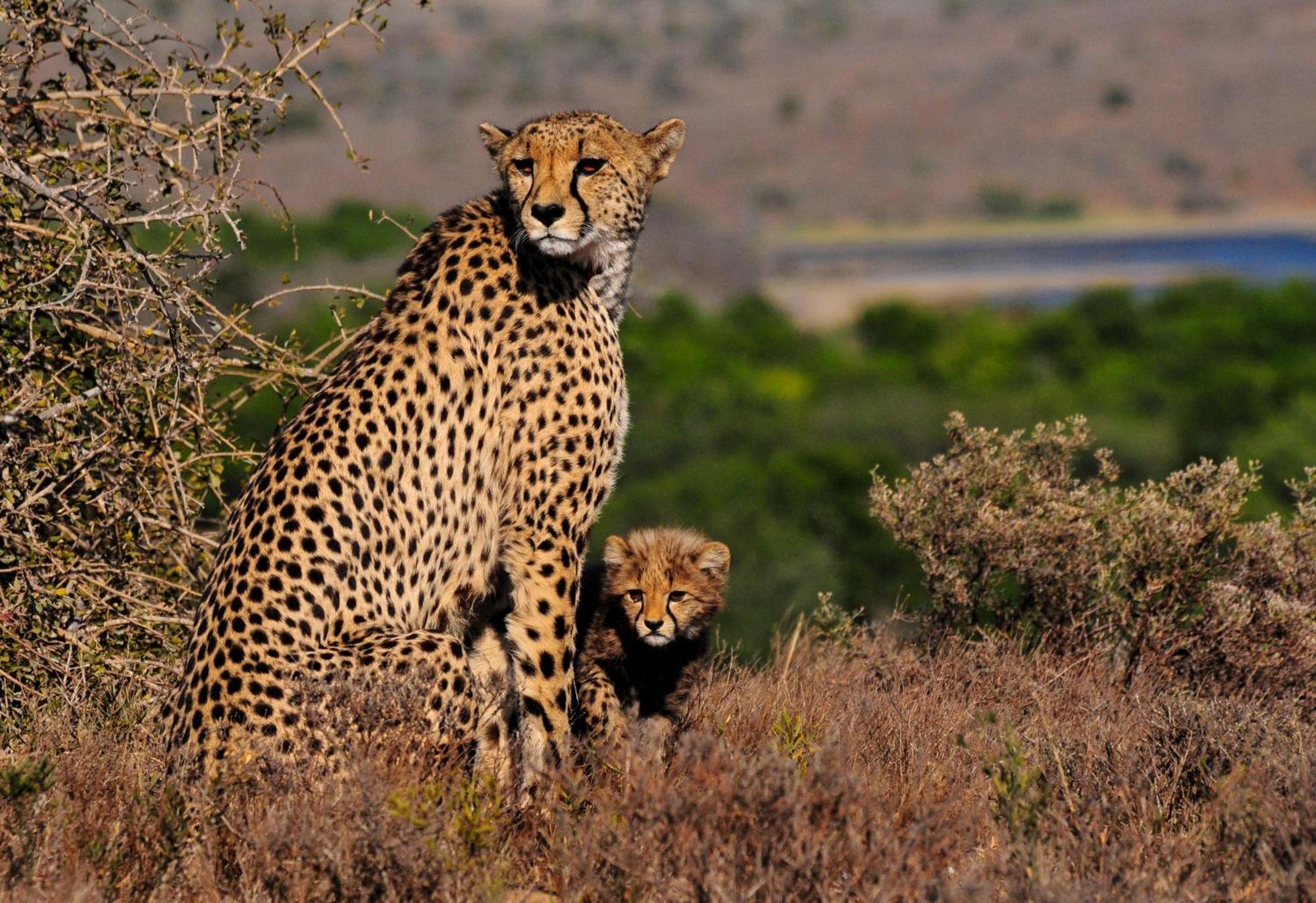 Kwandwe Private Game Reserve - Melton Manor Grahamstown Εξωτερικό φωτογραφία